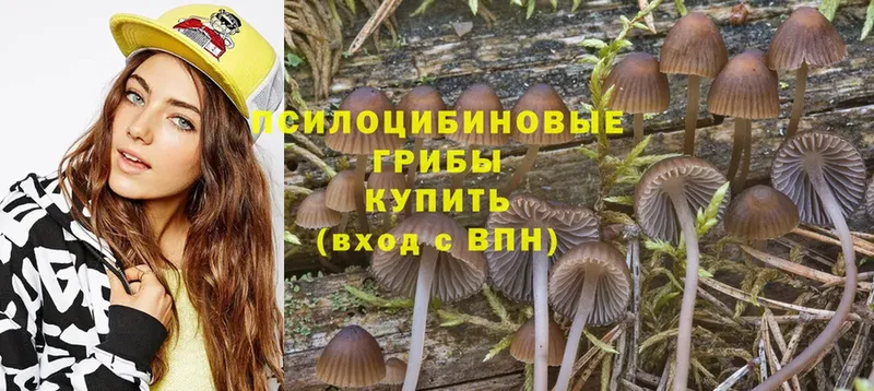 Псилоцибиновые грибы Cubensis  где купить наркоту  Слюдянка 